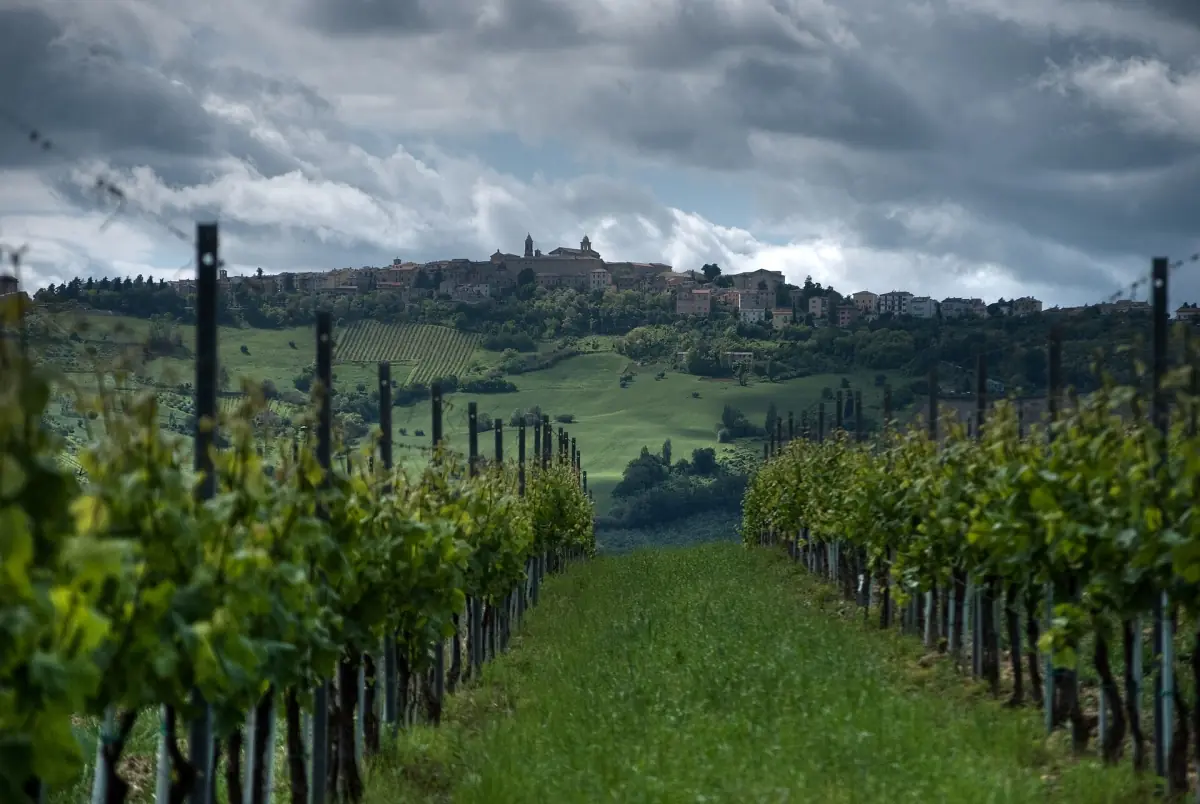 Vigne di Verdicchio sulle colline marchigiane a Cupramontana